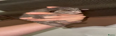 Ragdoll 5