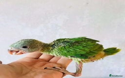 Parrots birds for sale: Ringneck Parakeets Chicks - Image 2