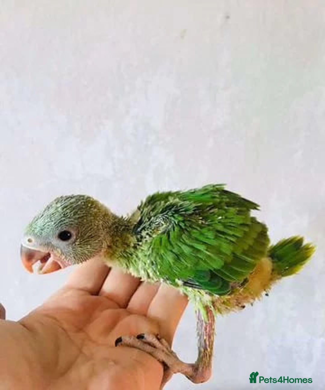 Parrots birds for sale: Ringneck Parakeets Chicks - Image 2