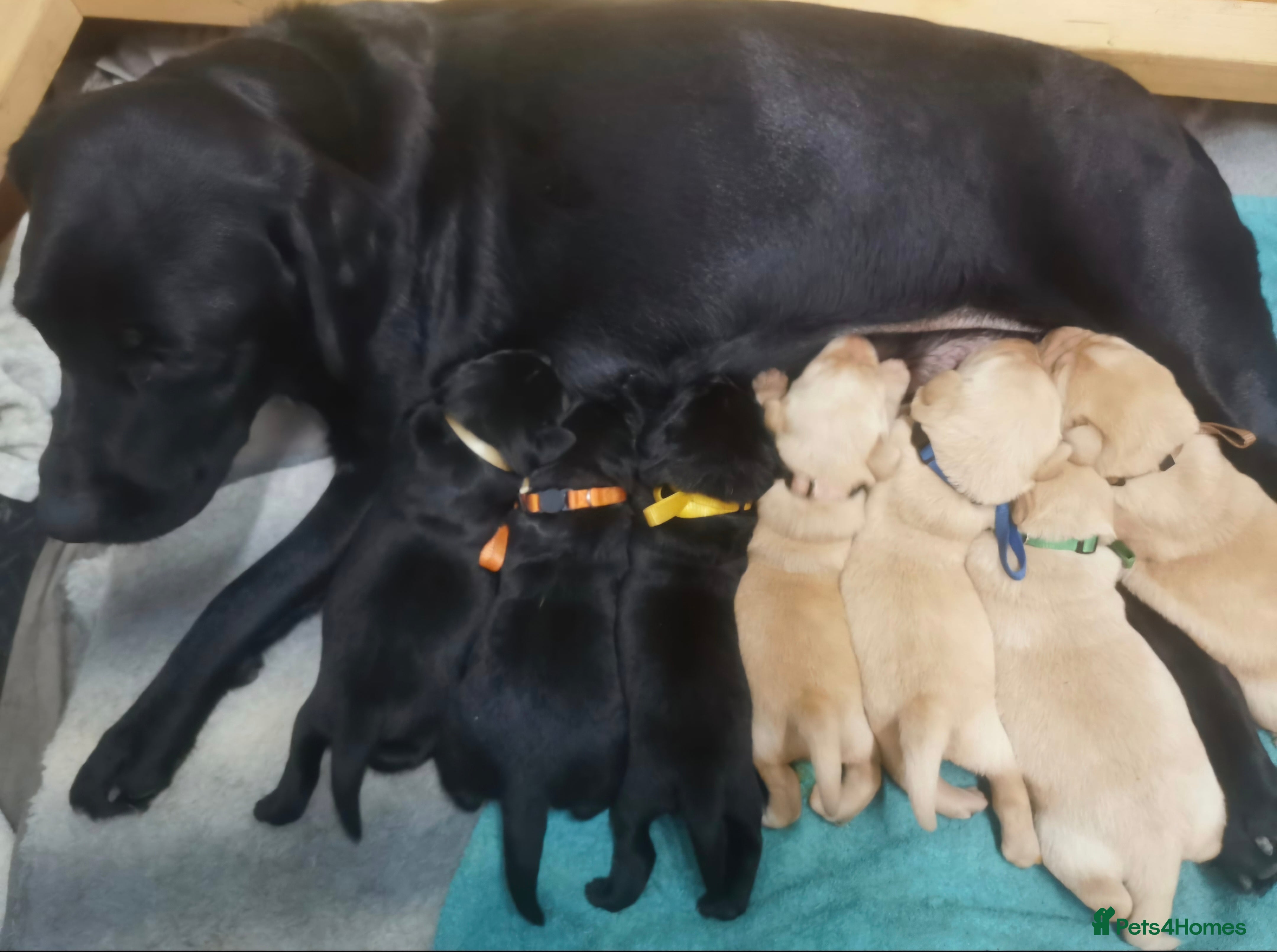 Labrador Retriever dogs KC Registered Fox Red and Black Labrador Puppies  - Advert 1