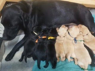 Labrador Retriever dogs KC Registered Fox Red and Black Labrador Puppies - Advert 1
