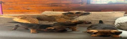Border Terrier dogs for sale: 3 Border Terrier puppies 8 weeks old  in Slough - Advert 5