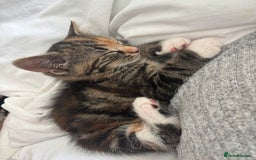American Shorthair cats for sale: Kitten needs a new home  - Image 3
