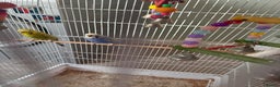 Budgerigars birds for sale: Pair of budgies  - Advert 3