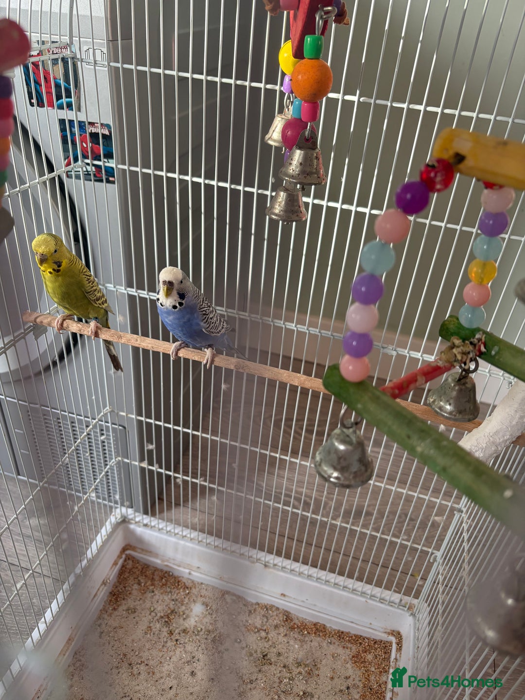 Budgerigars birds for sale: Pair of budgies  - Advert 3