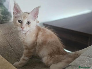 Maine Coon cats - Advert 11