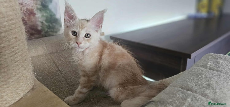 Maine Coon cats - Advert 1