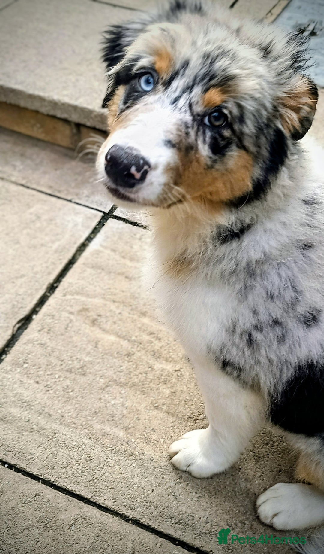 Australian Shepherd dogs for sale: Australian Shepherd puppies in Peterborough - Image 3