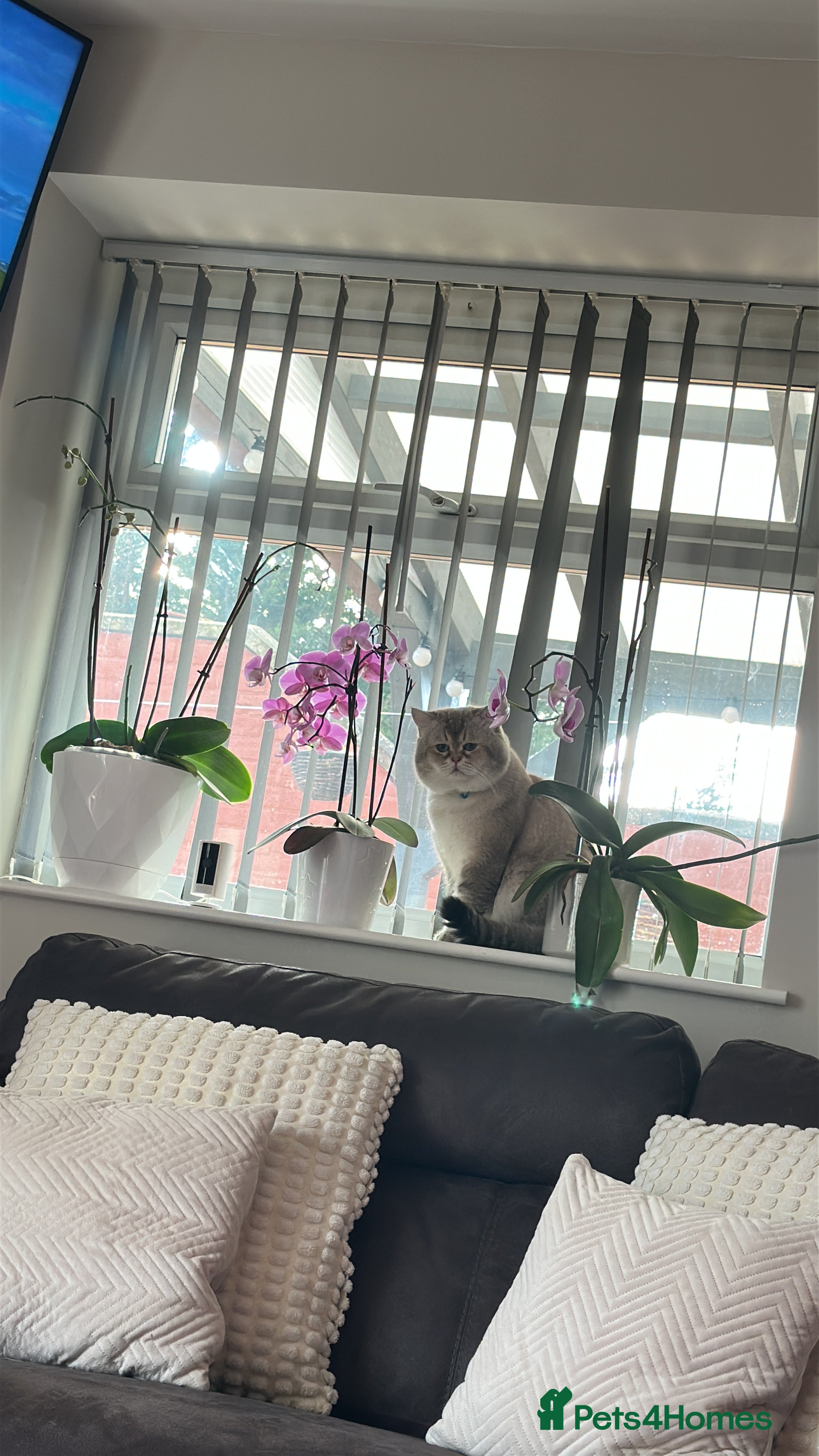 Scottish Fold cats Lovely Scottish fold( straight )boy ❤️ - Advert 7