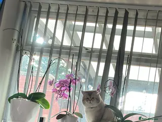 Scottish Fold cats Lovely Scottish fold( straight )boy ❤️ - Advert 7