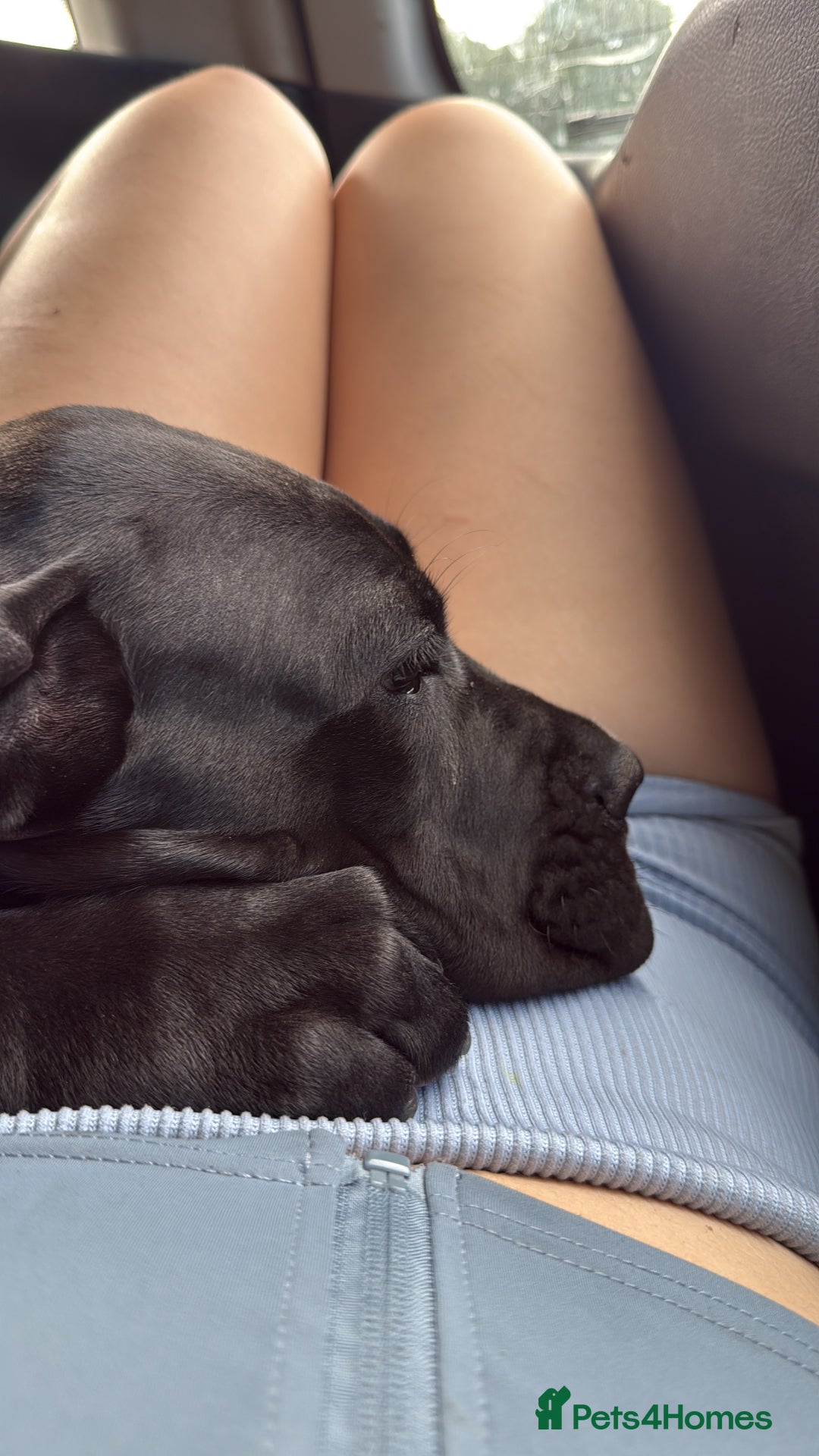Cane Corso dogs for sale: Cane Corso  - Image 2
