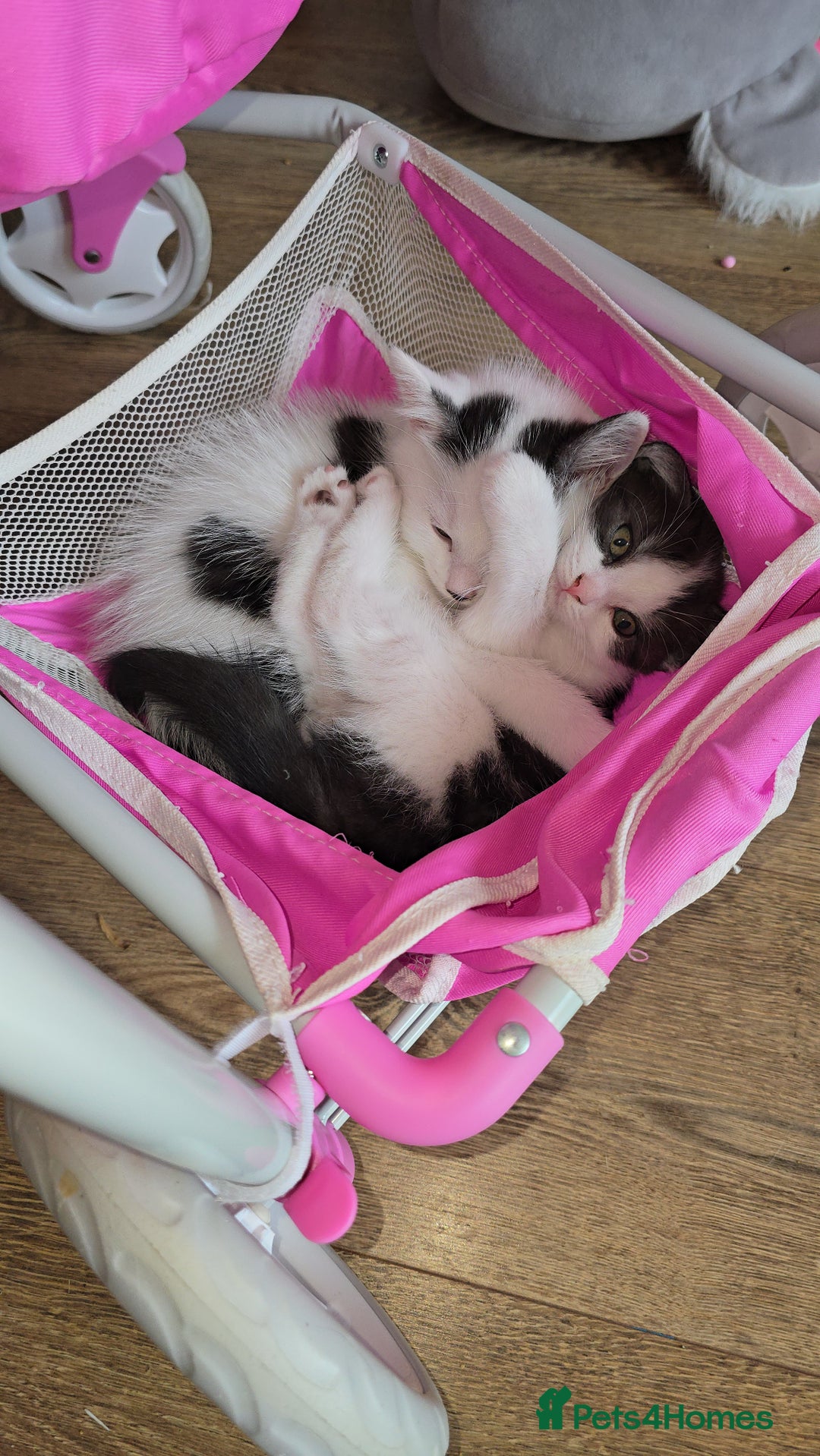 Mixed Breed cats for sale: British shorthair cross Kittens - Image 6