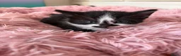 Turkish Angora cats for sale: Four Adorable Kittens!  - Advert 14