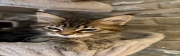 Ragcoon cats for sale: Beautiful Ragcoon kittens 🐱  - Advert 3