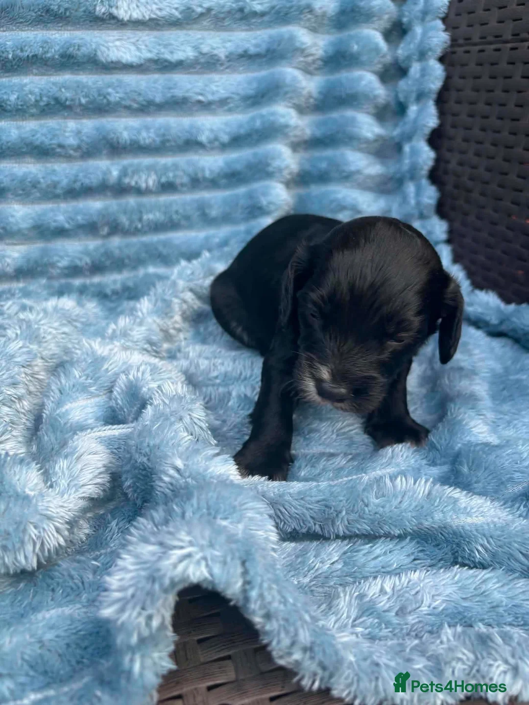 Cockapoo dogs for sale: Cockapoo puppies  in Spennymoor - Advert 20