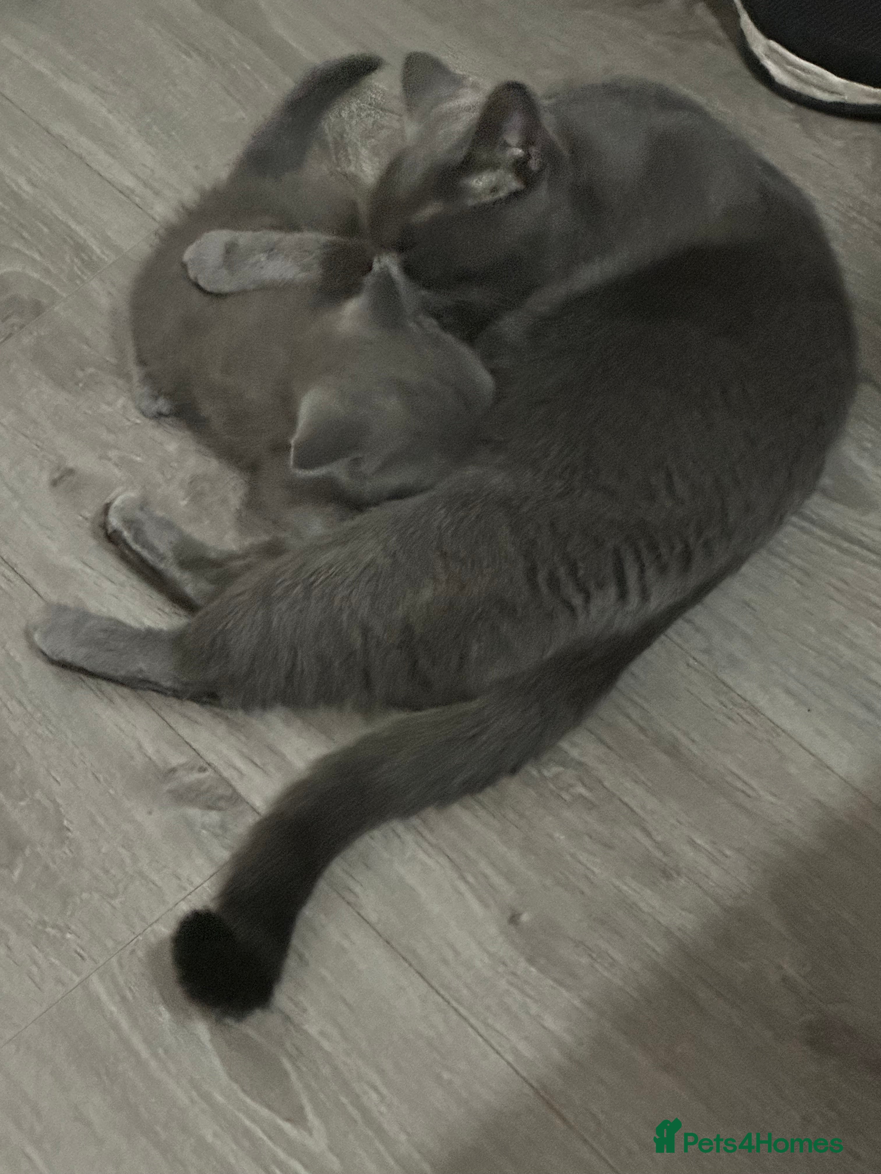 British Shorthair cats British shorthair male - Advert 16