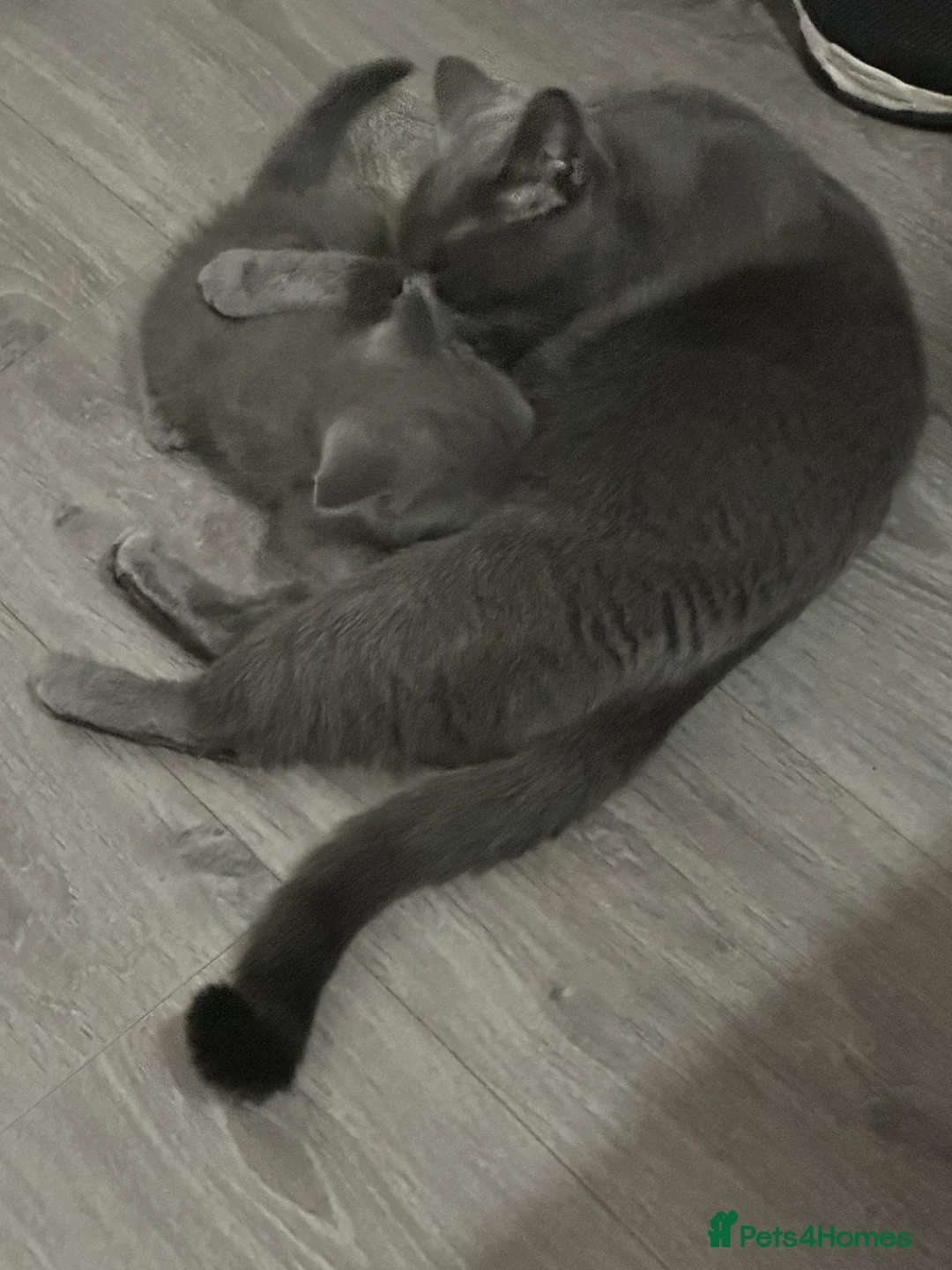 British Shorthair cats for sale: British shorthair male in Glasgow - Advert 1