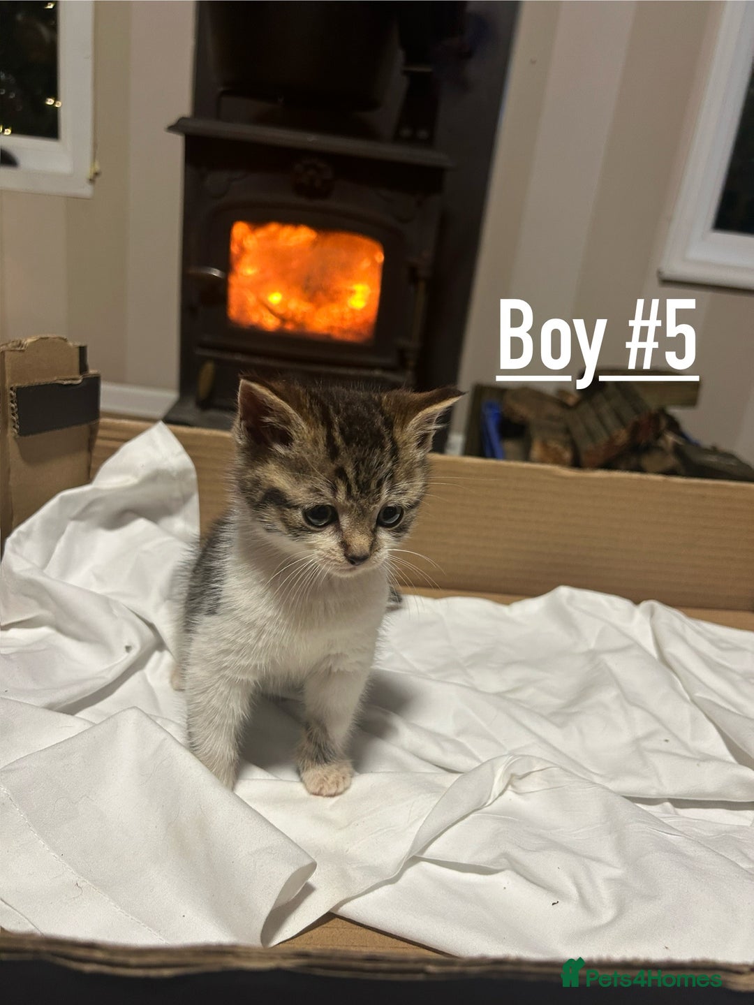 Mixed Breed cats for sale: 6 kittens for sale - Ready 16th December  - Advert 9