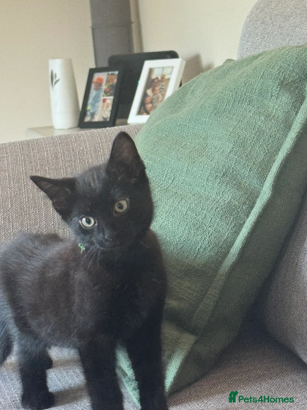 Mixed Breed cats for sale: Mixed breed kittens  - Advert 3