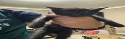 Mixed Breed cats for sale: Gorgeous black kittens  - Advert 4