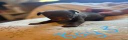 Mixed Breed dogs for sale: Chihuahua X patterdale puppies for sale - Advert 8
