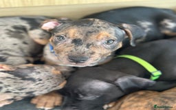 American Bulldog dogs for sale: Stunning Standard American Bulldog Puppies - Image 17
