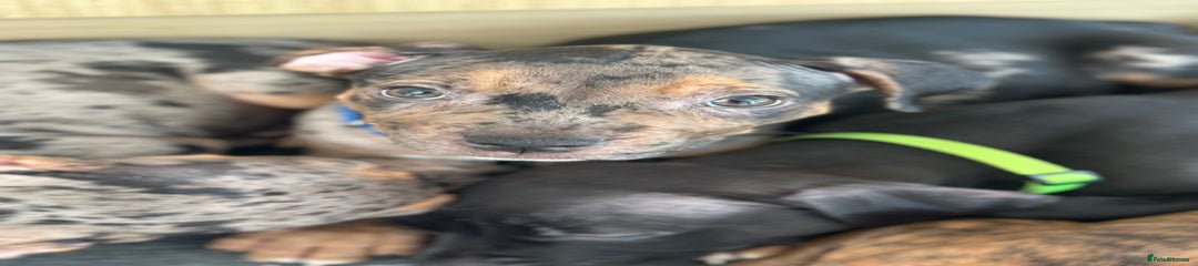 American Bulldog Puppy 7