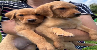 Labrador Retriever dogs - Advert 6