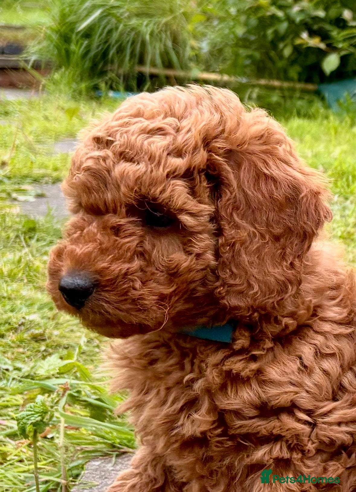 Miniature Poodle dogs 2 reserved 2 remaining ready 24/5/26 - Advert 15