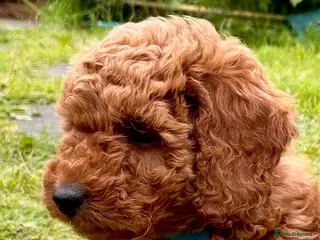 Miniature Poodle dogs 2 reserved 2 remaining ready 24/5/26 - Advert 2