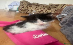 Maine Coon cats for sale: 4 Month-Old Male Kitten Maine Coon Mix  - Image 7