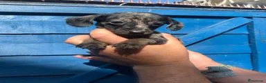 Miniature Dachshund Puppy 3