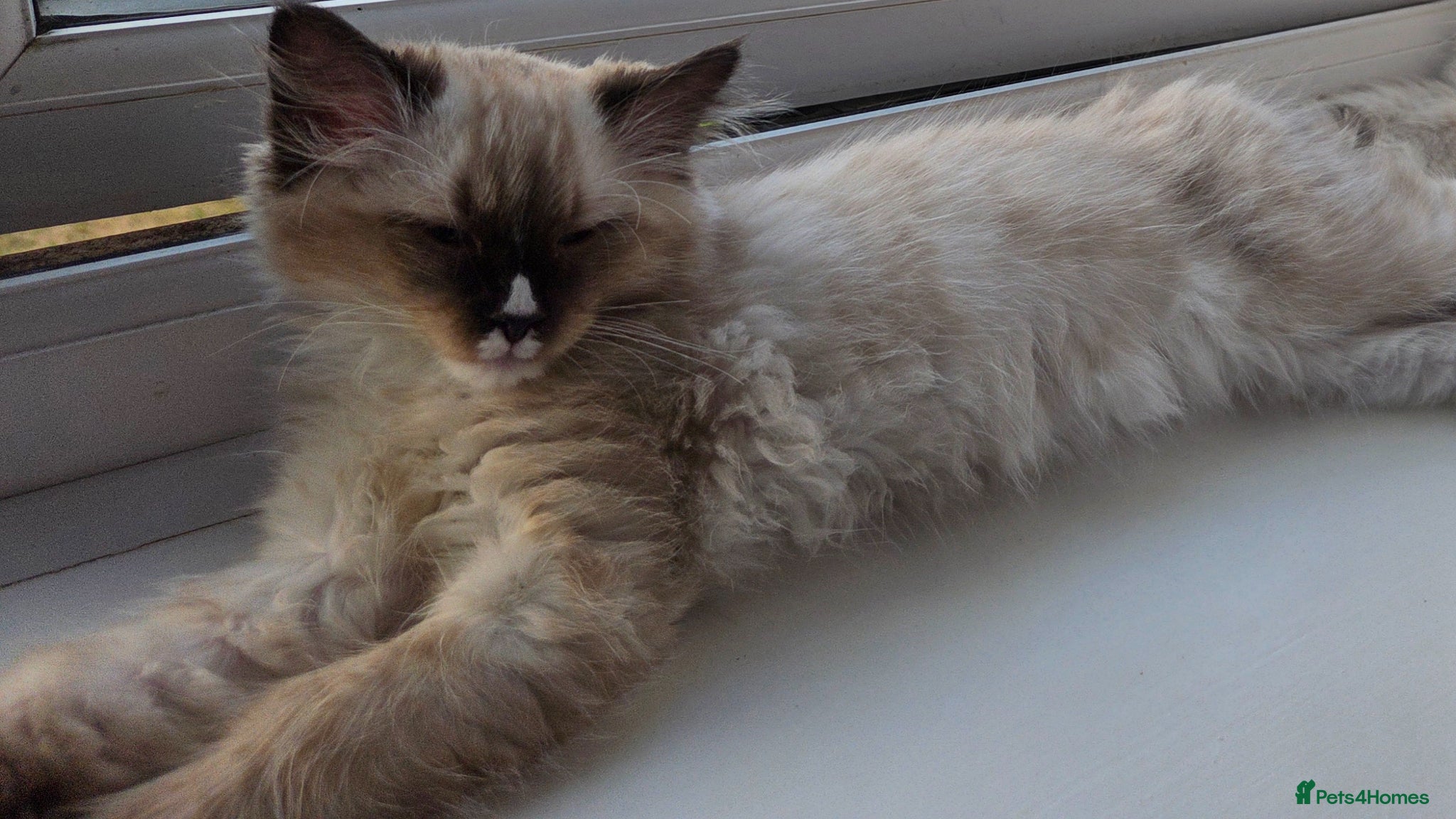 Siberian cats for sale: Gorgeous Siberian Kitten  - Advert 5