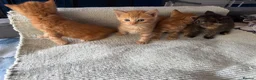 Mixed Breed cats for sale: 4 beautiful kittens  - Advert 4