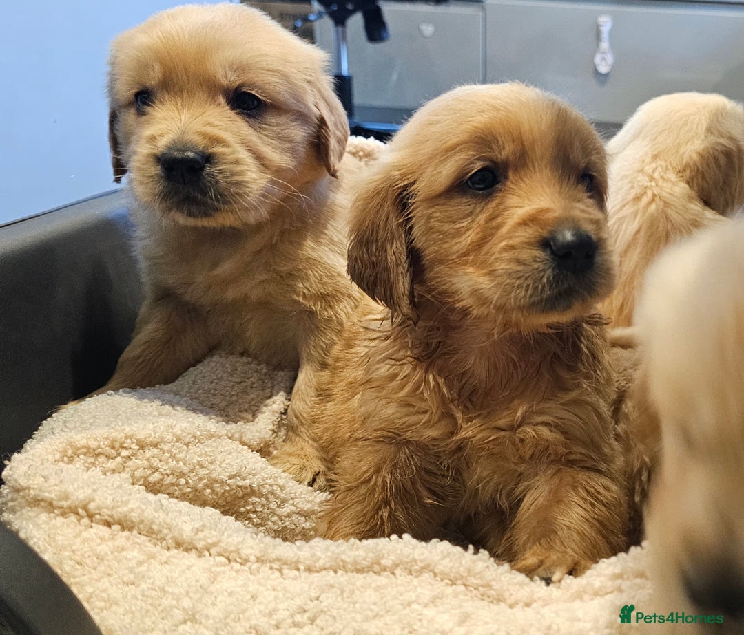 Golden Retriever dogs for sale: KC reg pedigree champion Golden Retriever pups - Advert 15