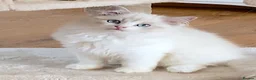Ragdoll cats for sale: READY NOW *** GCCF REGISTERED RAGDOLL KITTENS - Advert 6