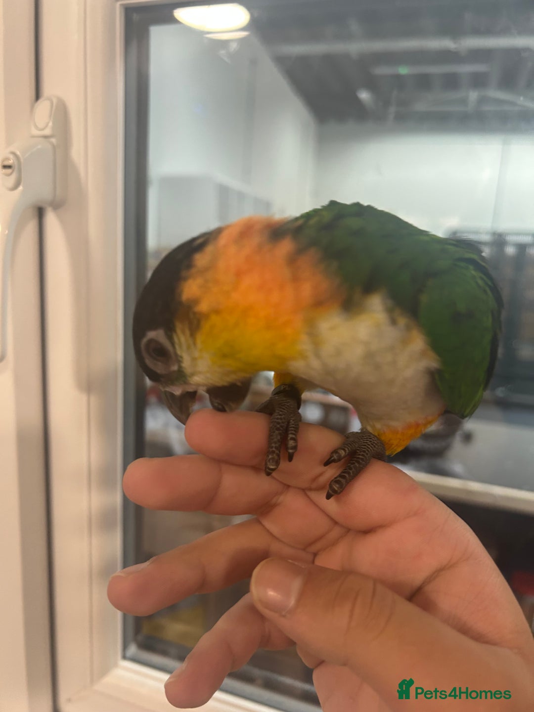 Parrots birds for sale: Hand Reared Baby Black Headed Caiques  - Image 6