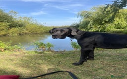 Great Dane dogs for sale: Female KC registered Great Dane - Image 1