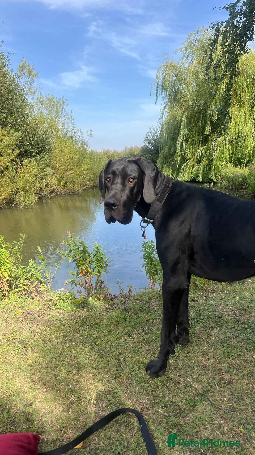 Great Dane dogs for sale: Female KC registered Great Dane - Image 1