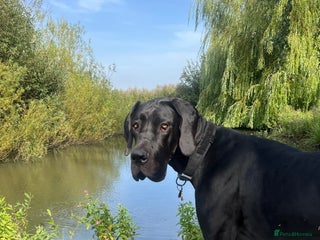 Great Dane dogs - Advert 26