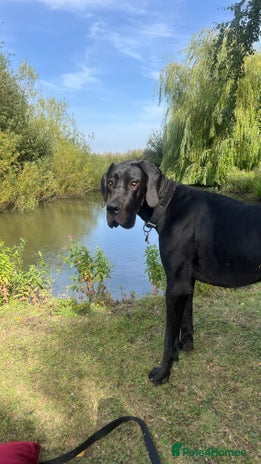 Great Dane dogs - Advert 2
