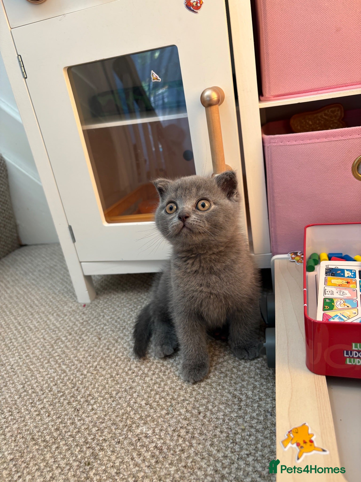 Scottish Fold cats Playful fluffy Scottish fold - Advert 17