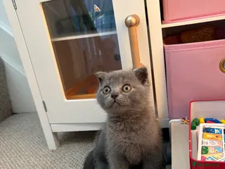 Scottish Fold cats Playful fluffy Scottish fold - Advert 17