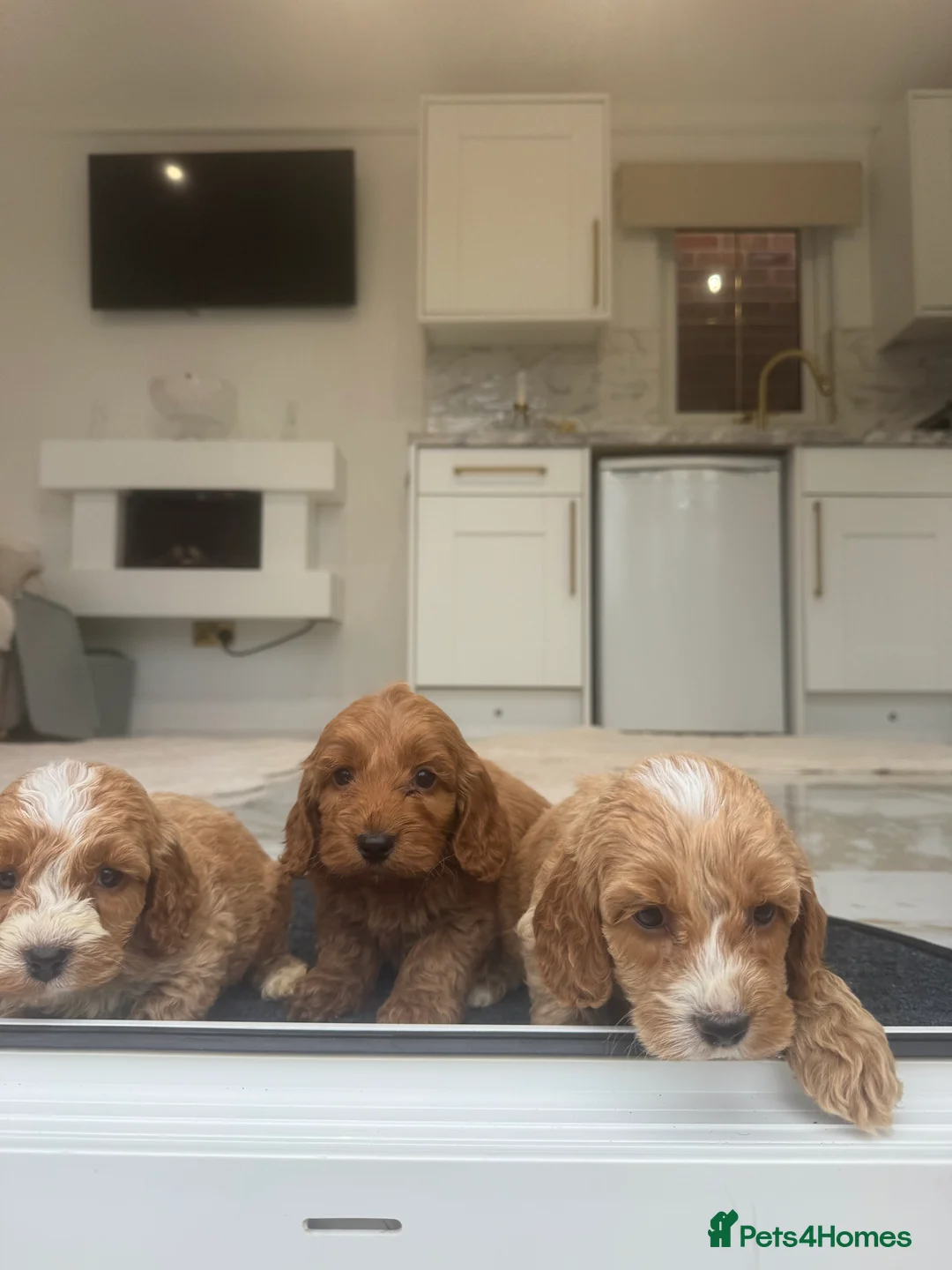 Cockapoo dogs for sale: F1 pra clear Cockapoos (council licensed breeder) - Advert 12