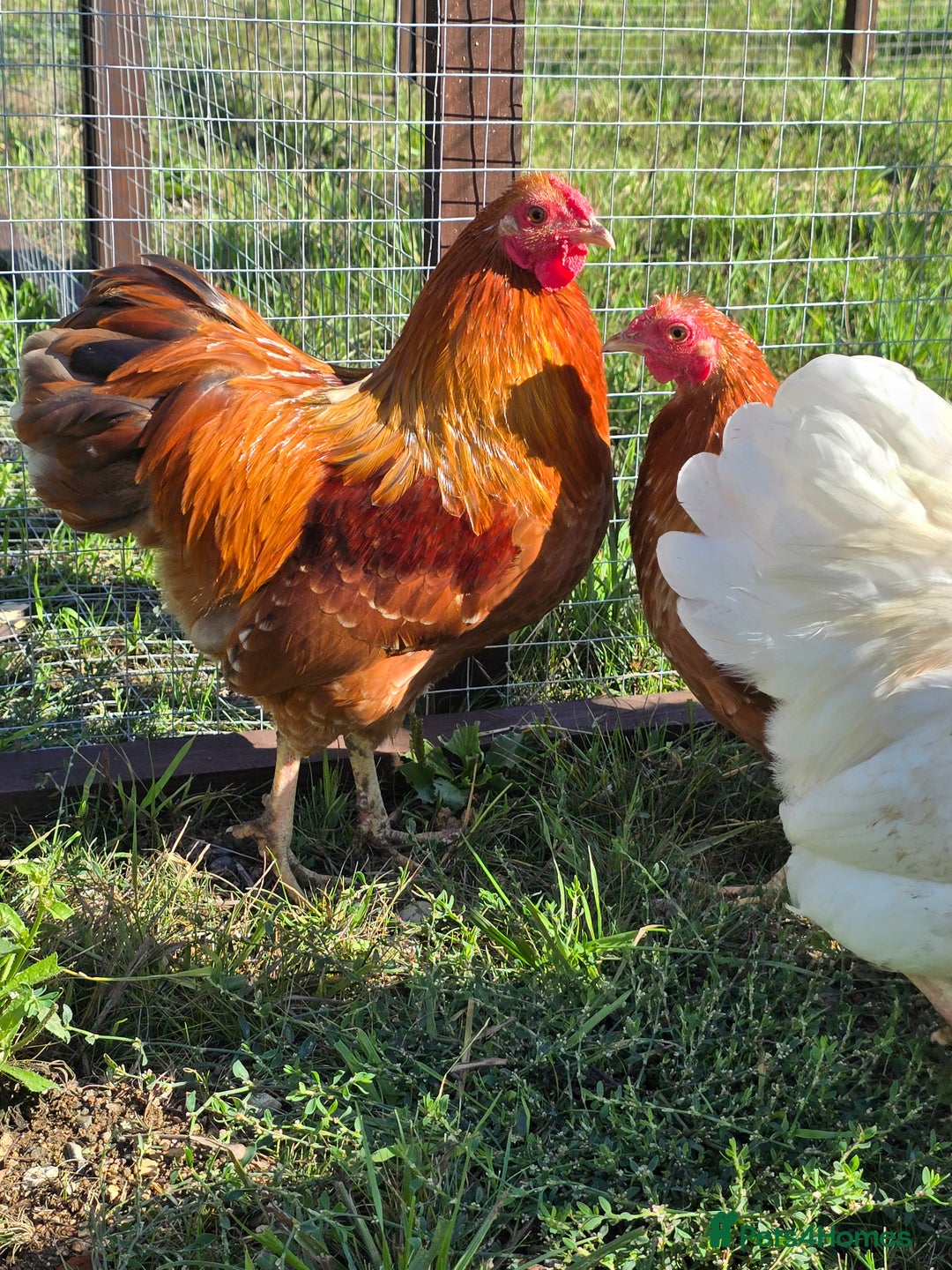 Chickens poultry for sale: Wyandotte Bantams  - Image 8