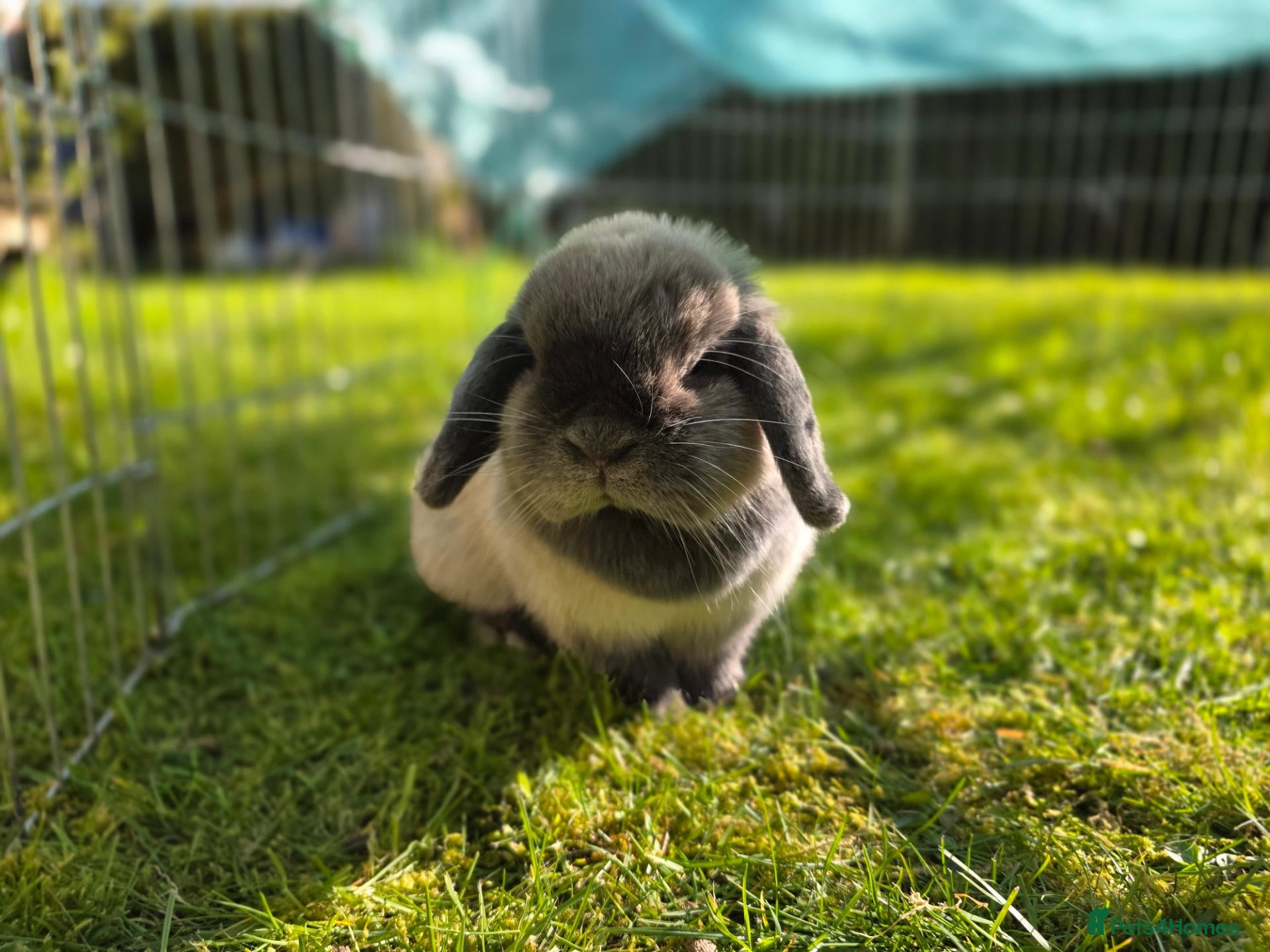 Mini Lop rabbits for sale: Lovely mini lop female  - Advert 1