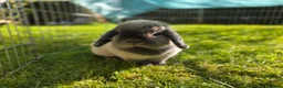 Mini Lop rabbits for sale: Lovely mini lop female  - Advert 1