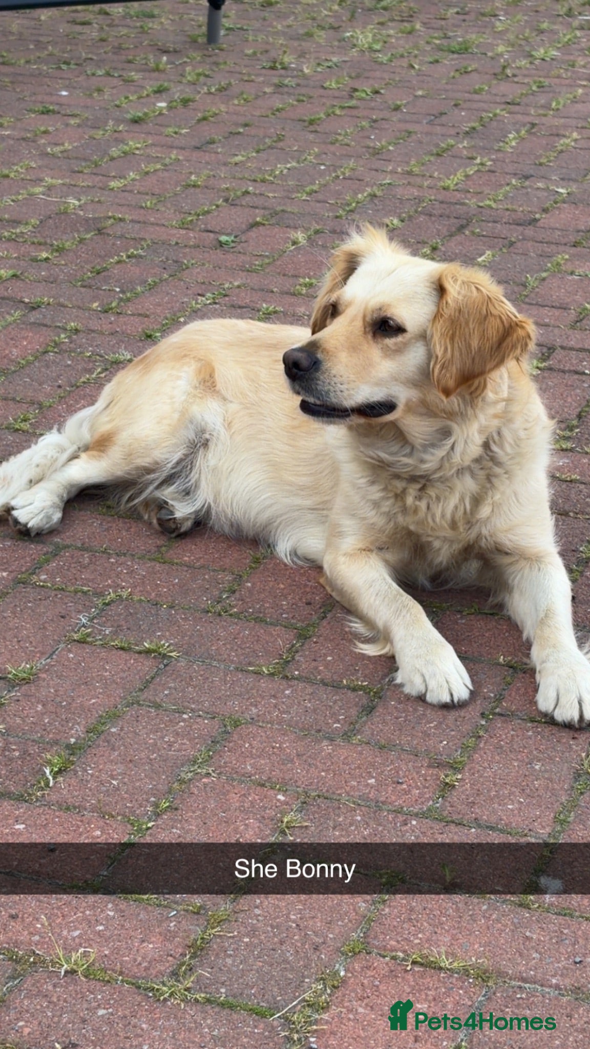Golden Retriever dogs Golden retriever  - Advert 2