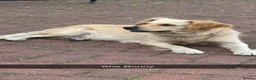 Golden Retriever dogs for sale: Golden retriever  - Advert 1
