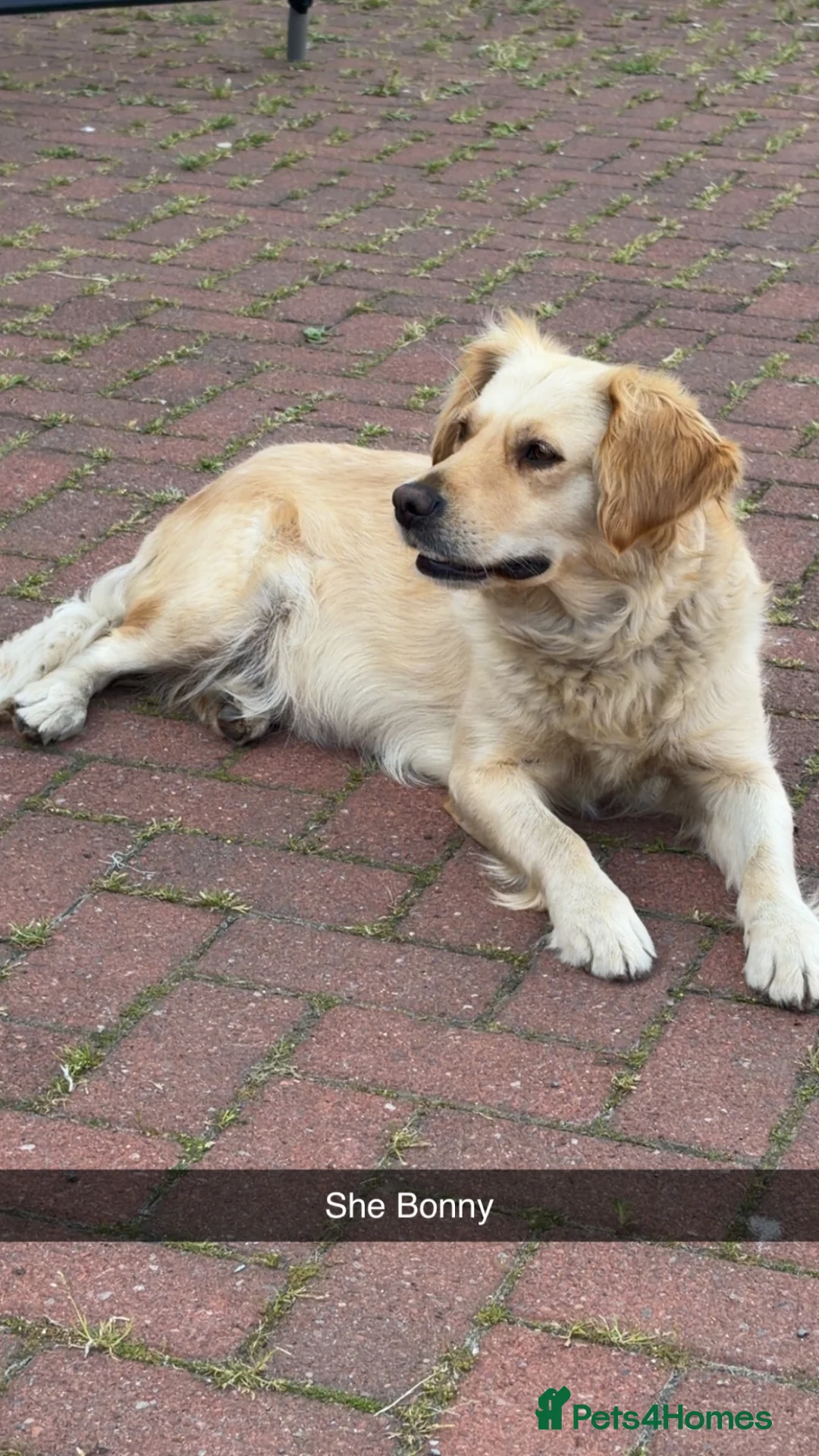 Golden Retriever dogs for sale: Golden retriever  - Advert 1